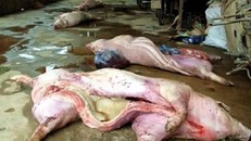 Phát hiện cơ sở nhập lợn thối từ Trung Quốc về bán tại Cao Bằng