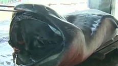 Nhật Bản bắt được cá mập ‘ngoài hành tinh’ nặng 1 tấn