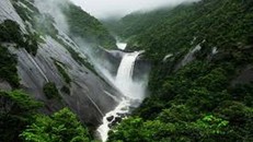 Những cây tuyết tùng đại thụ trên đảo Yakushima