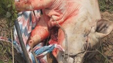 Thu giữ hơn 1 tạ lợn bị tụ huyết trùng chuẩn bị tiêu thụ 