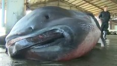 Bắt được cá mập miệng rộng cực hiếm ở Nhật Bản