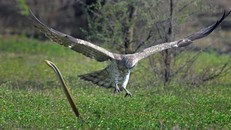 ‘Trận huyết chiến’ gay cấn giữa đại bàng và rắn hổ mang 