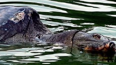 Xác 'Cụ rùa hồ Gươm' được chế tác theo phương pháp nhựa hóa