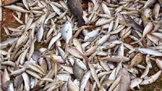 Người tiết lộ 'bí mật' về ống xả thải của Formosa đã 'mất tích'