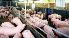 Bỏ chất cấm độc hại: Thái Lan mất 6-7 năm, Việt Nam chỉ 6-7 tháng