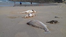 Ống xả thải Formosa: Thứ trưởng bảo có phép, Bộ trưởng bảo không