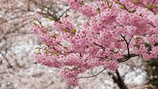 300 cành hoa anh đào Nhật sẽ khoe sắc ở Hoàng Thành Thăng Long