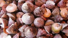 Đến Lý Sơn thưởng thức ‘món ăn tò mò’ – Vú biển