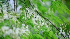 Dự báo thời tiết (5/4): Miền Bắc sáng có sương mù, ngày nắng nóng