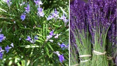 7 loại cây giúp đuổi muỗi phòng dịch Zika hiệu quả