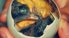 Trứng vịt lộn 'lọt' danh sách 10 món ăn kinh dị nhất hành tinh