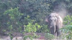 Voi ngà lệch quý hiếm xuất hiện gần khu dân cư ở Đồng Nai