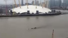 Sinh vật kì bí nổi trên mặt nước sông Thames