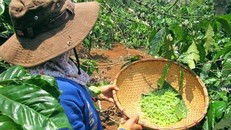 Mùa săn sâu muồng ở cực Bắc Tây Nguyên