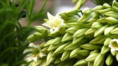 Những mùa hoa nếu bỏ lỡ bạn sẽ tiếc 'ngẩn ngơ'