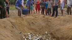 Cá biển lờ đờ lại ào ạt vào bờ, cá nuôi chết hàng loạt