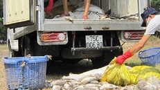 Nhiều tấn cá lồng và cá biển ở Huế tiếp tục chết