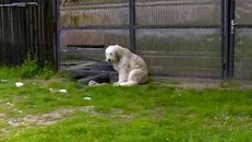 Chủ nhân qua đời đã 5 năm, chú chó trung thành vẫn đứng đợi cổng