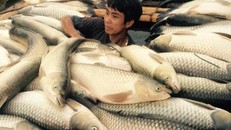 Cá chết trên sông Bưởi: Lợn ăn chết, người ăn đau bụng