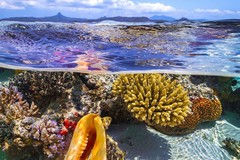 Cùng hành động vì đại dương