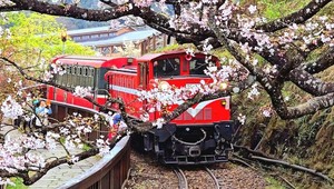 Nơi hoa anh đào “ẩn mình”: 6 điểm đến vào mùa hoa ở Châu Á - Thái Bình Dương