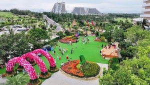 Chưa từng có: Rừng hoa đại ngàn khoe sắc bên phố biển Quy Nhơn