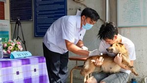 Cán bộ thú y tiêm vaccine phòng dại cho chó để phòng ngừa dịch bệnh.