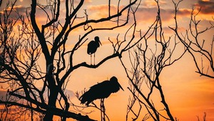 Động vật chung sống cùng người dân tại khu bảo tồn thuộc UNESCO