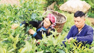 Chị Vàng Thị Thông giới thiệu trải nghiệm hái chè khi đến Bản Liền.