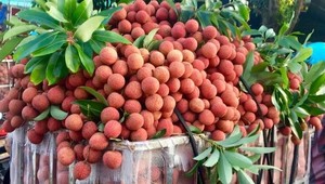 Vải thiều tươi của Việt Nam chinh phục thị trường Hoa Kỳ