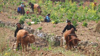 Tri thức canh tác hốc đá là di sản được trao truyền qua nhiều thế hệ. 