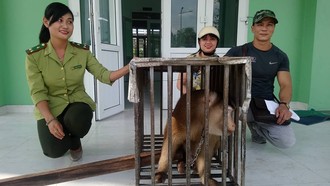 Hạt Kiểm lâm TP.Huế tiếp nhận cá thể khỉ đuôi lợn. Ảnh: Dân Việt