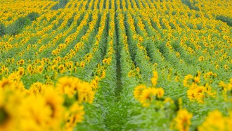 Cánh đồng hướng dương của trang trại TH mở cửa đón khách tham quan từ 16/12/2025