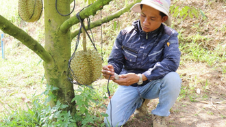 Kỹ thuật viên của trang trại Sakura Farm (xã Đông Khánh Sơn, Khánh Hòa) sử dụng thiết bị kiểm tra, phân tích, chẩn đoán “sức khỏe” của đất trồng cây sầu riêng, đưa ra các chỉ số chính xác và khuyến nghị phương án xử lý kịp thời.