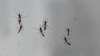 Chikungunya là một bệnh virus do muỗi truyền gây sốt và đau khớp nặng.