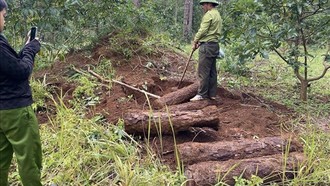 Lực lượng chức năng phát hiện 10 hố chôn lấp cây thông bị chặt hạ và phi tang tại tiểu khu 438A, xã Lộc Phú, huyện Bảo Lâm. 