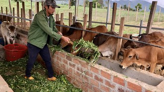 Hộ chăn nuôi tái đàn đón thị trường Tết