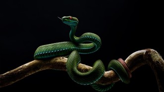 Tác phẩm "Rắn lục đuôi đỏ mắt hồng ngọc" đoạt giải nhất thể loại bò sát - lưỡng cư của tác giả Trần Anh Tuấn vừa bị thu hồi.