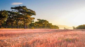 Vẻ đẹp của đồi cỏ hồng ở Gia Lai, ảnh Internet.