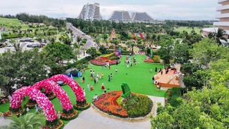 Chưa từng có: Rừng hoa đại ngàn khoe sắc bên phố biển Quy Nhơn
