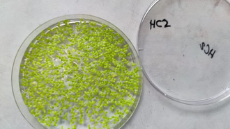 Vi khuẩn lam và triển vọng nông nghiệp trên sao Hỏa