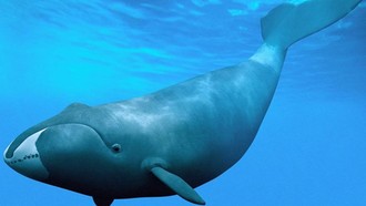 Quần thể cá voi quý hiếm ở Đại Tây Dương dần phục hồi