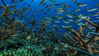 Hiệp ước bảo tồn đại dương toàn cầu chính thức có hiệu lực