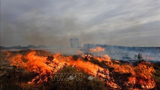 Argentina: Hỏa hoạn nghiêm trọng thiêu rụi 230.000 ha rừng