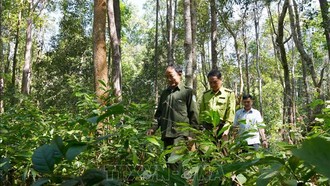 Giữ gìn quần thể trắc quý hiếm xuyên Tết