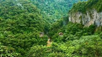 Tương lai của rừng mưa Amazon