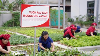 Trường Tiểu học Chu Văn An phát triển vườn rau sạch để phục vụ các bữa ăn bán trú cho học sinh.
