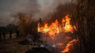 Cháy rừng thiêu rụi diện tích kỷ lục tại Pháp
