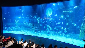 Những tiết mục đặc biệt như múa lân dưới nước và show nàng tiên cá là điểm nhấn trong mùa Trung Thu năm nay tại Thủy cung Lotte World Hà Nội. 