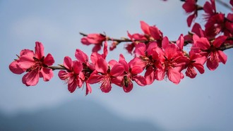 Sắc đào Lạng Sơn 